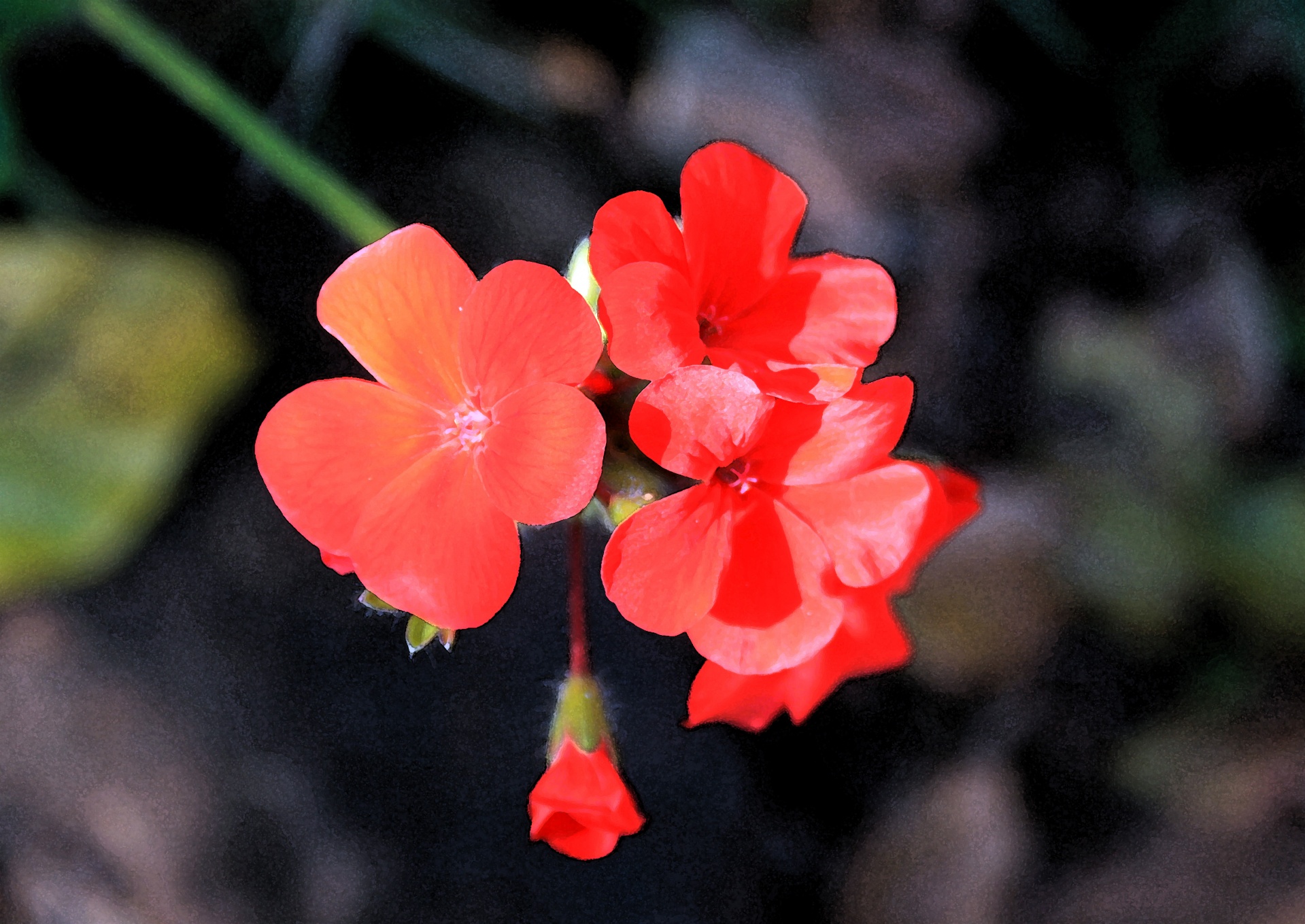 flower red bright free photo