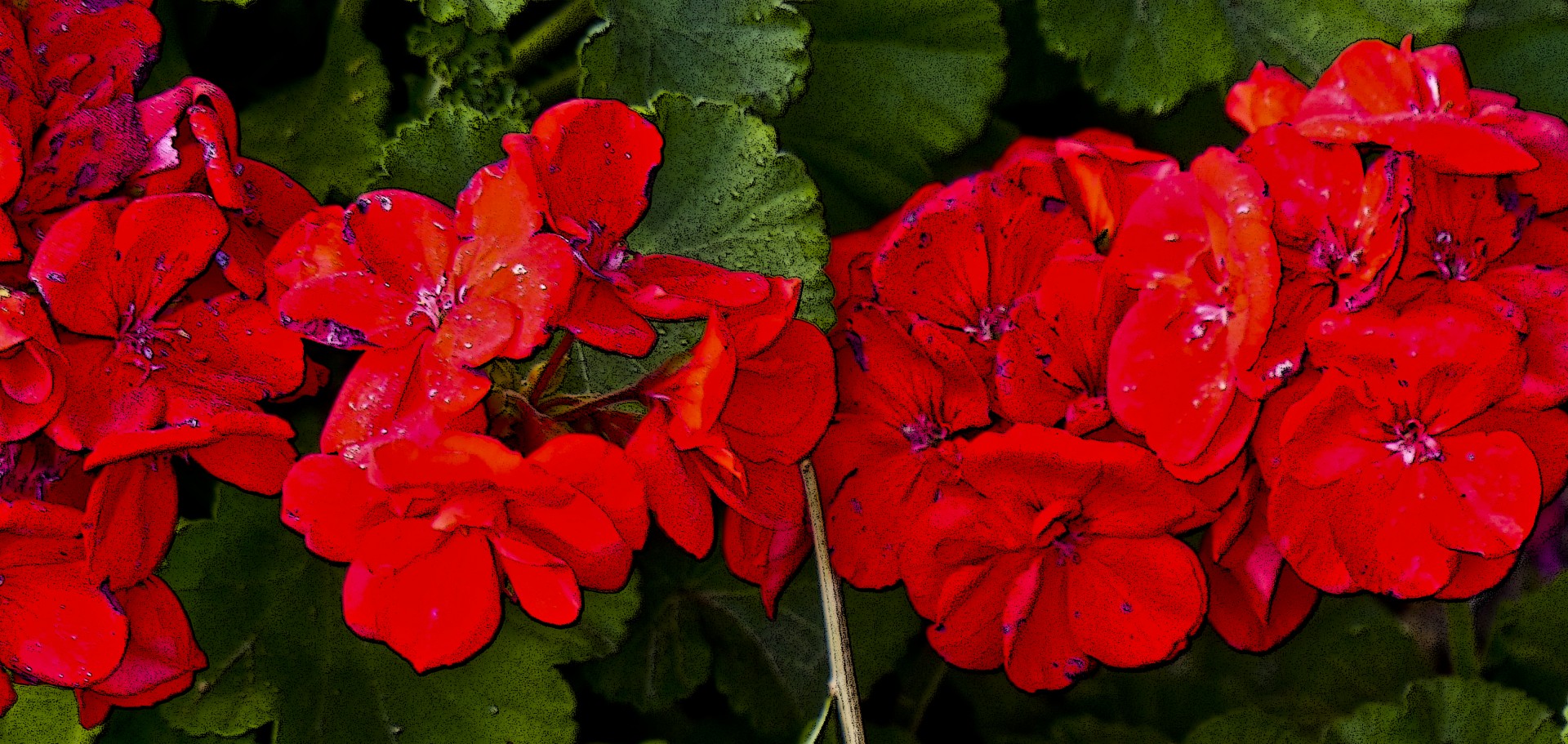 red banner flowers free photo