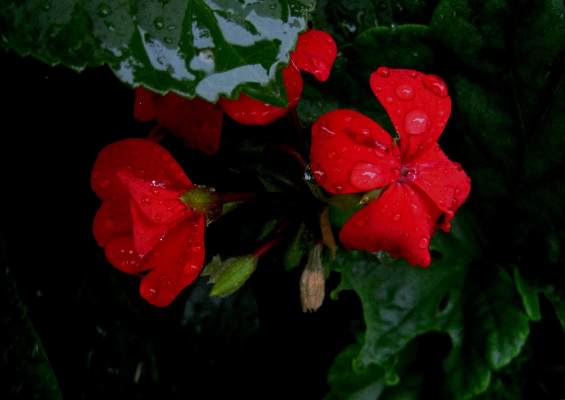 flower red geranium free photo