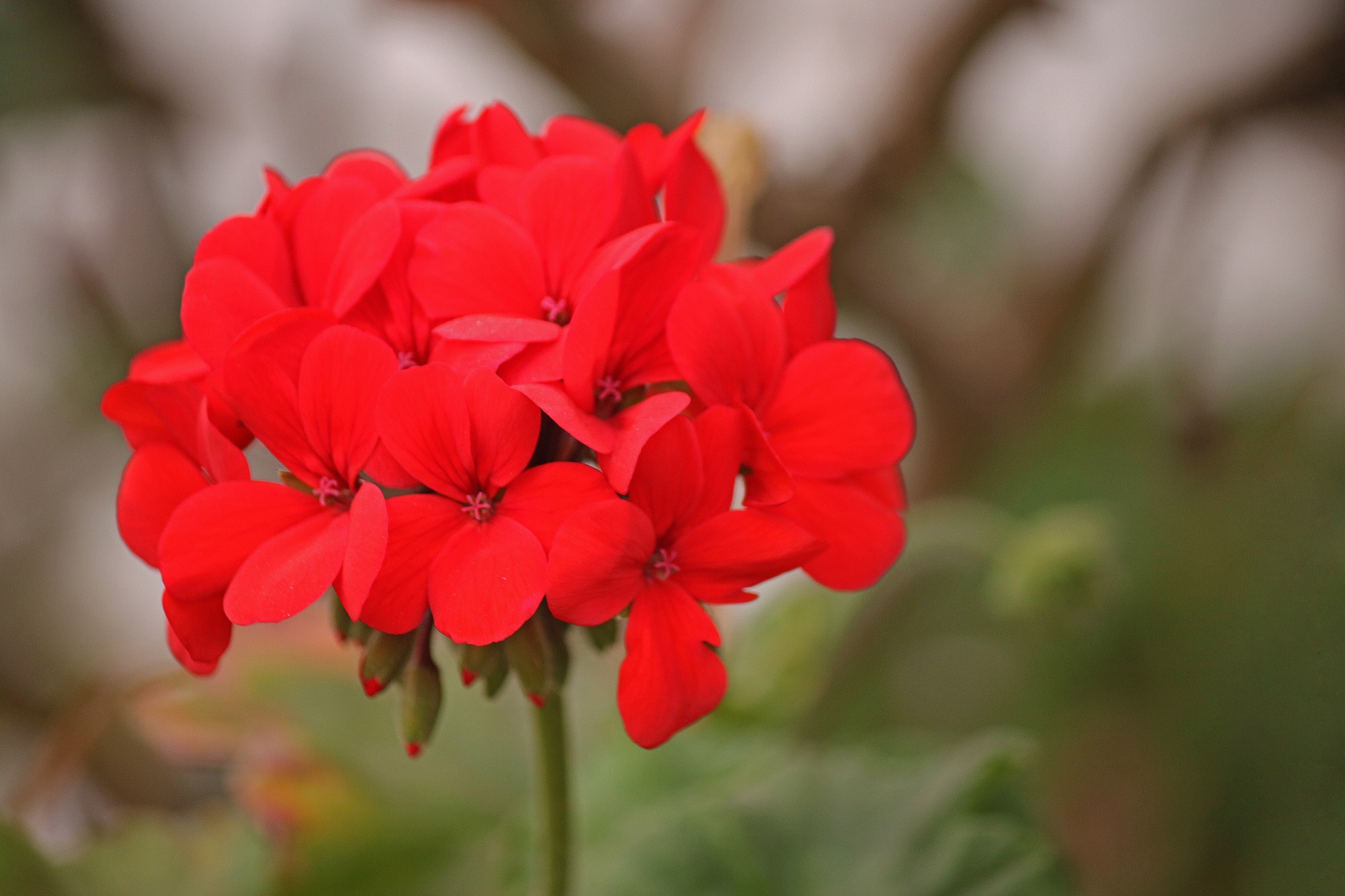 flower red geranium free photo