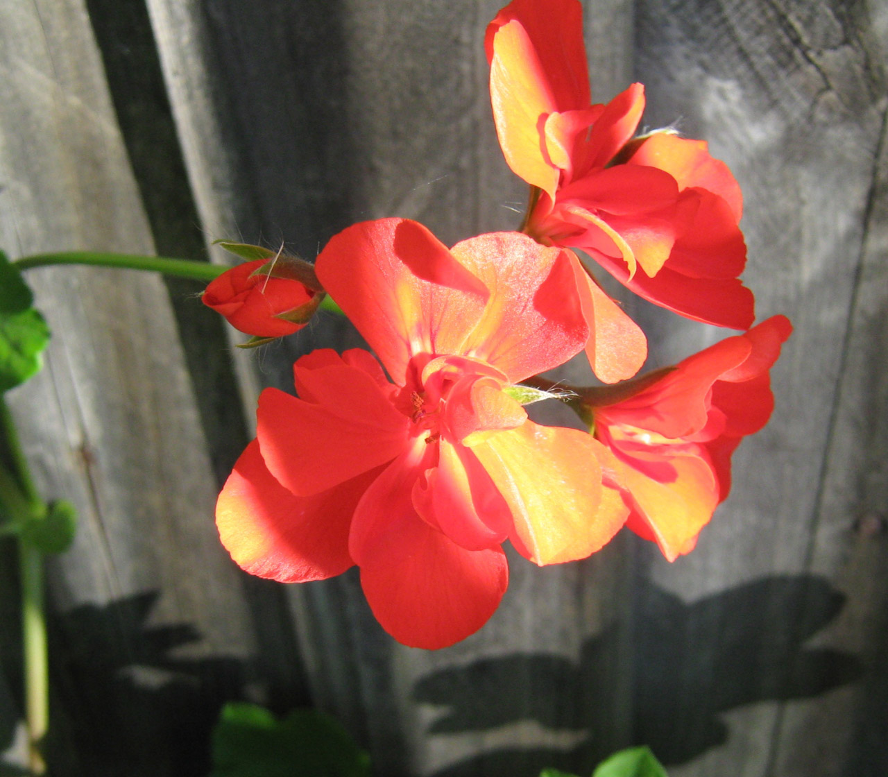 geranium red multi-coloured free photo