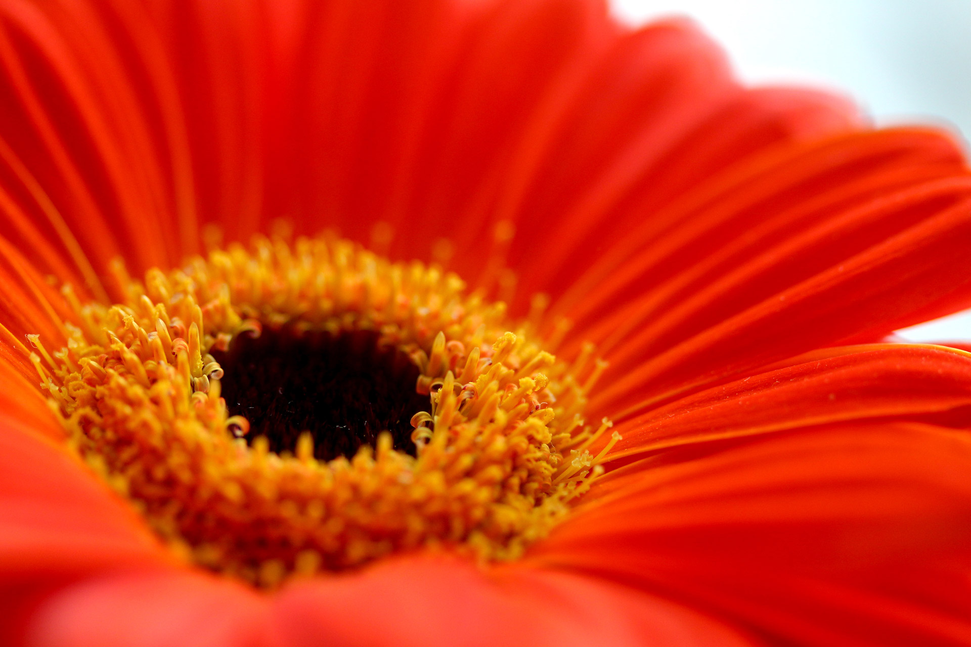flower red daisy free photo