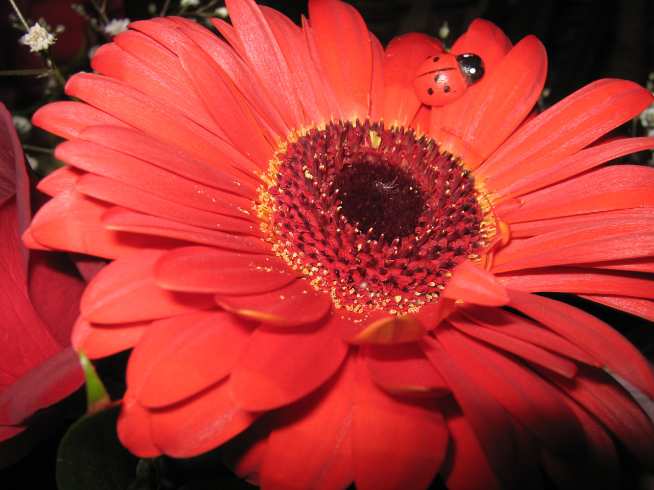 flowers ladybird red free photo