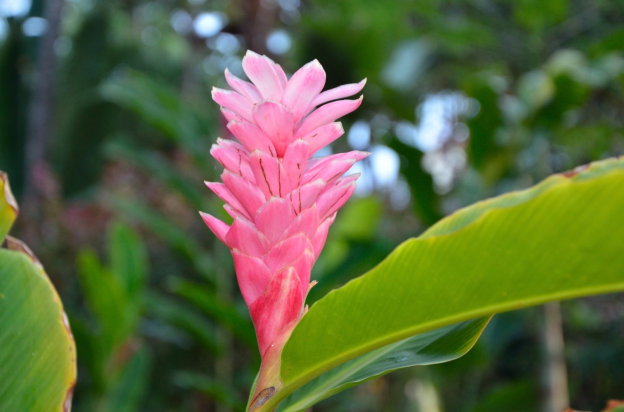 red ginger  hawaiian flower  floral free photo