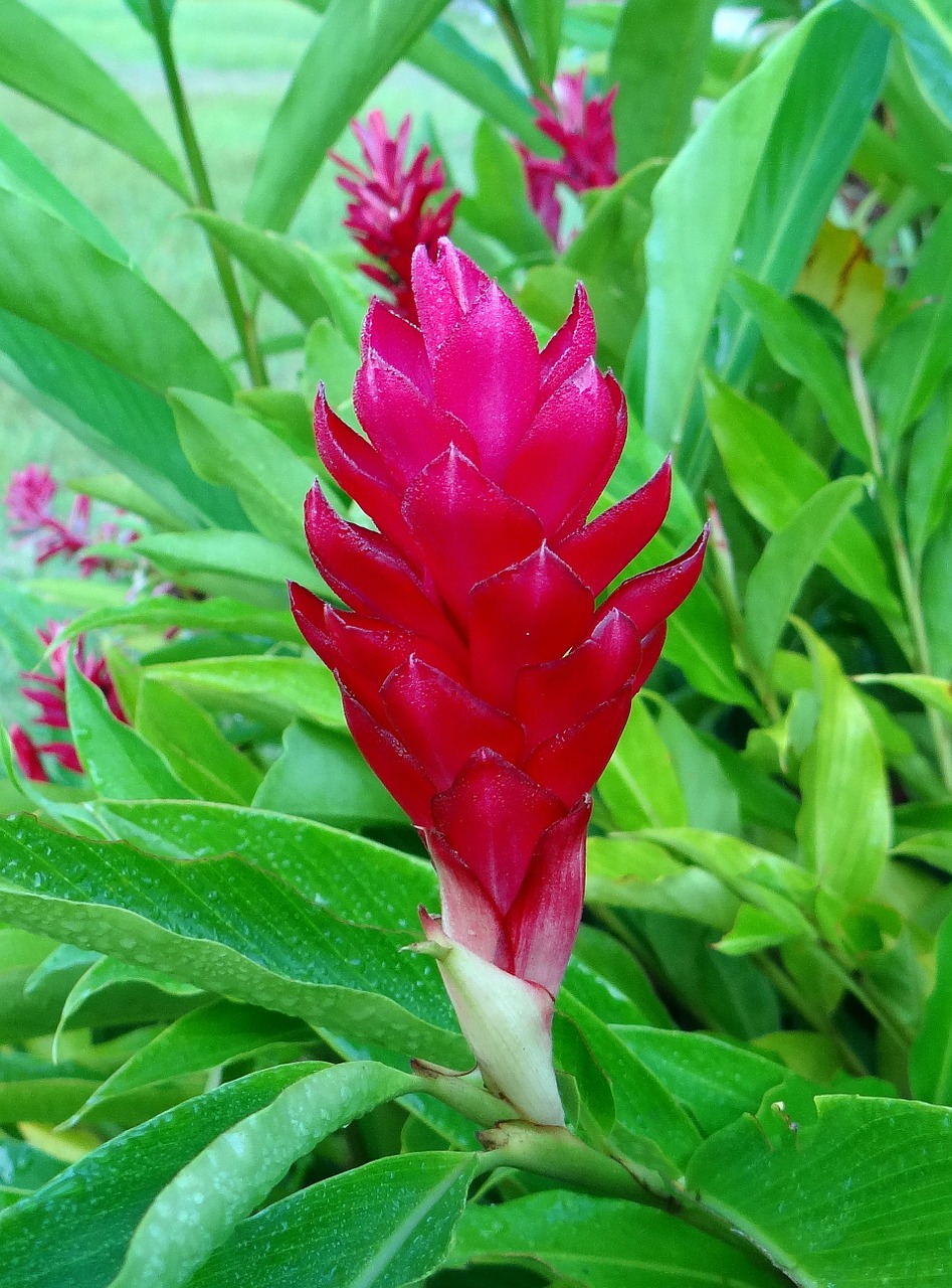 red ginger flower red free photo