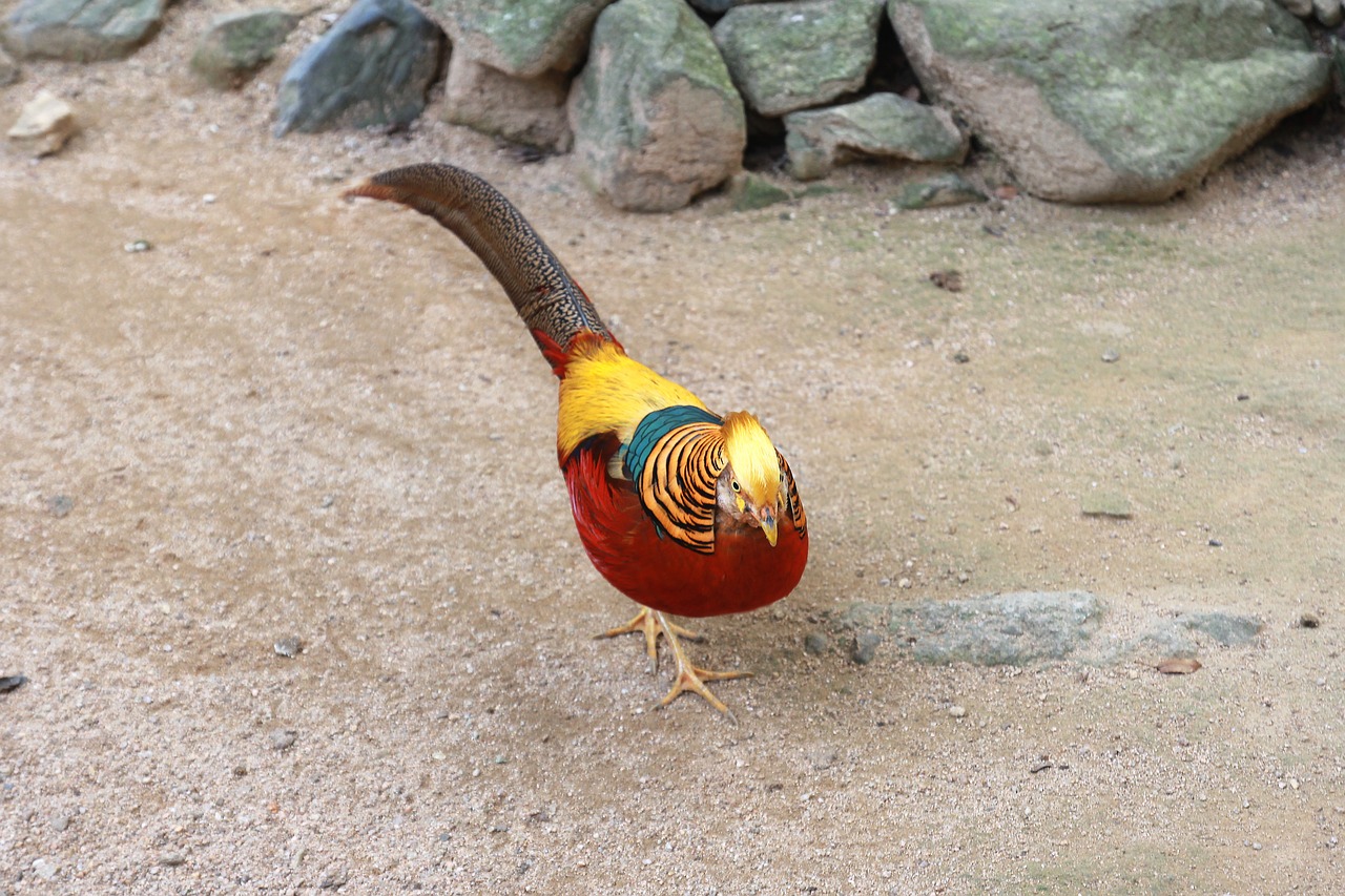 red golden pheasants chinese pheasant peafowl free photo