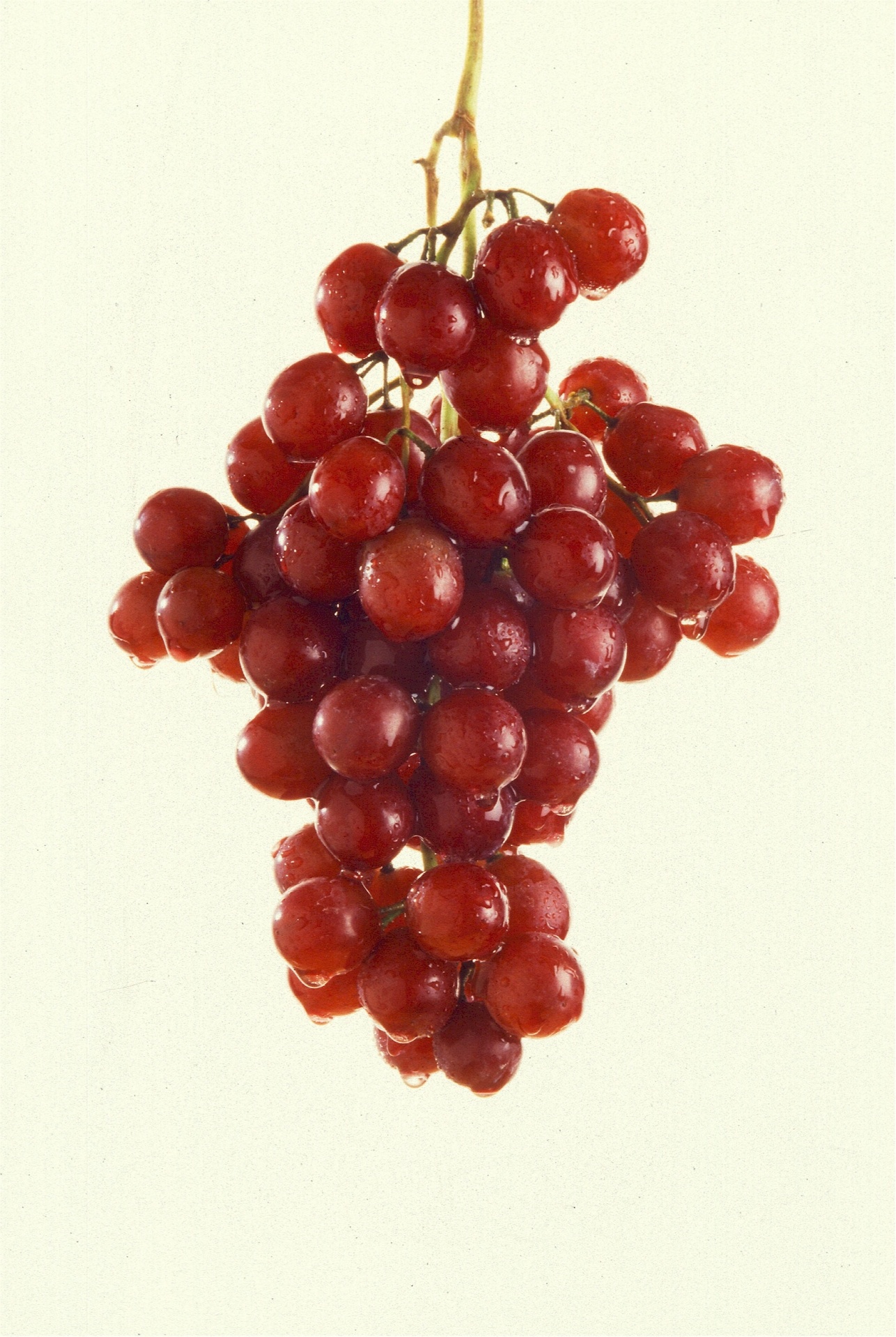 grapes red vine free photo