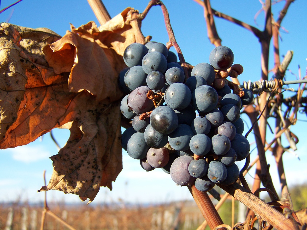 red grapes autumn ripe fruit free photo