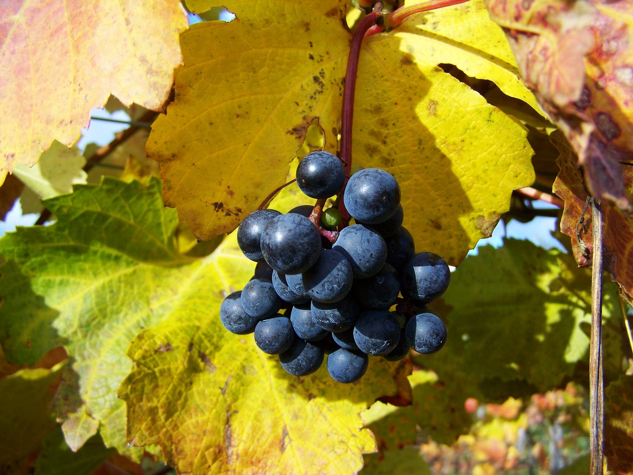 red grapes ripe fruit autumn free photo