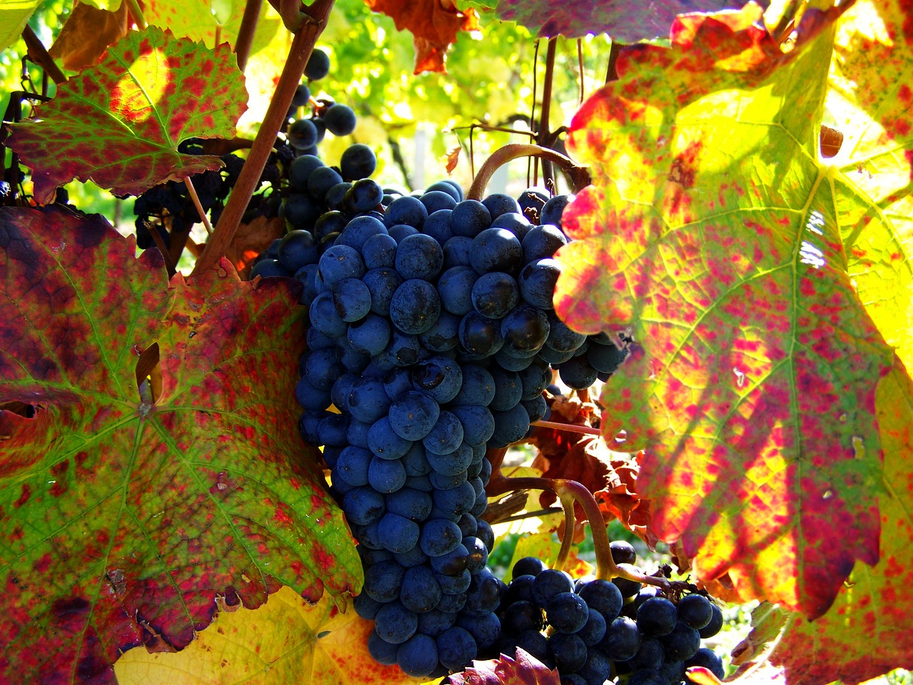 red grapes fall harvest fruit free photo