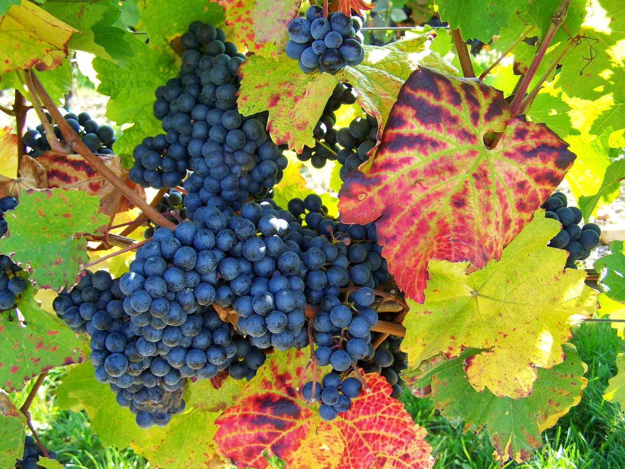 red grapes  ripe fruit  autumn colors free photo