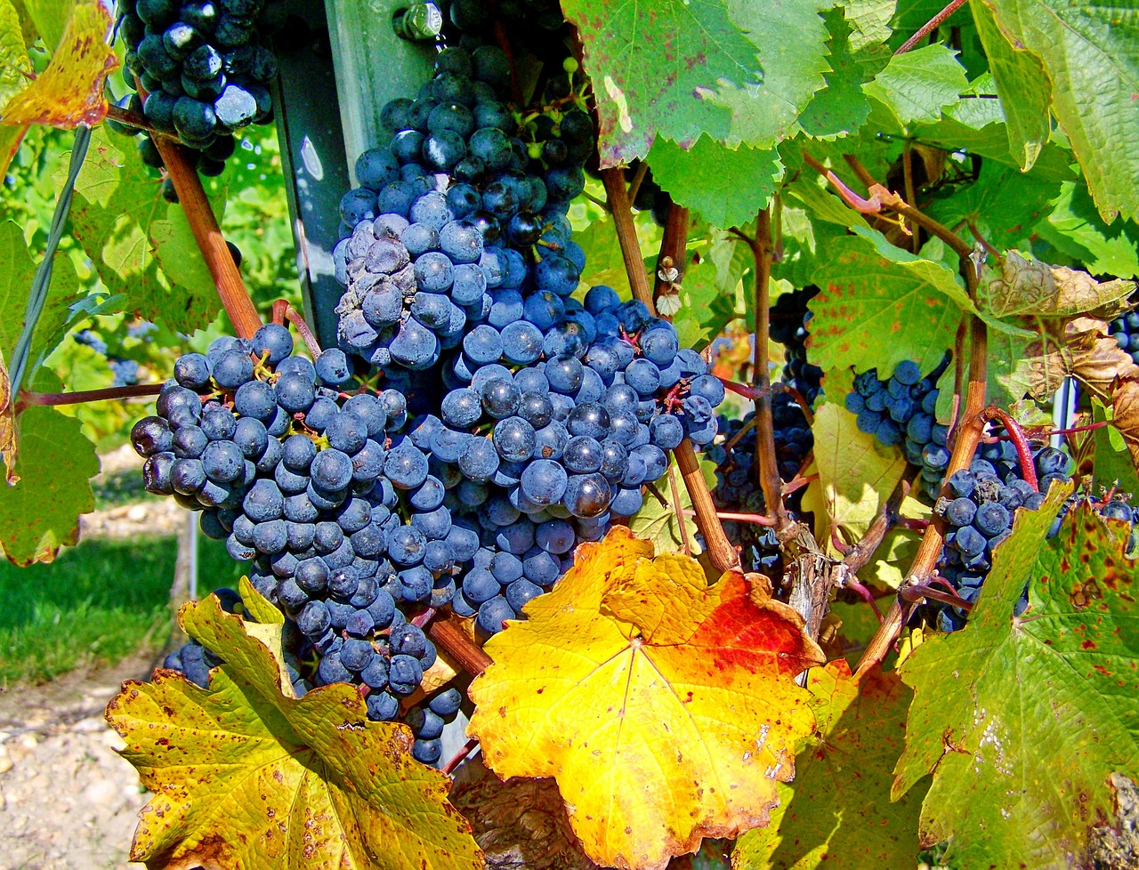 red grapes  fall harvest  ripe fruit free photo