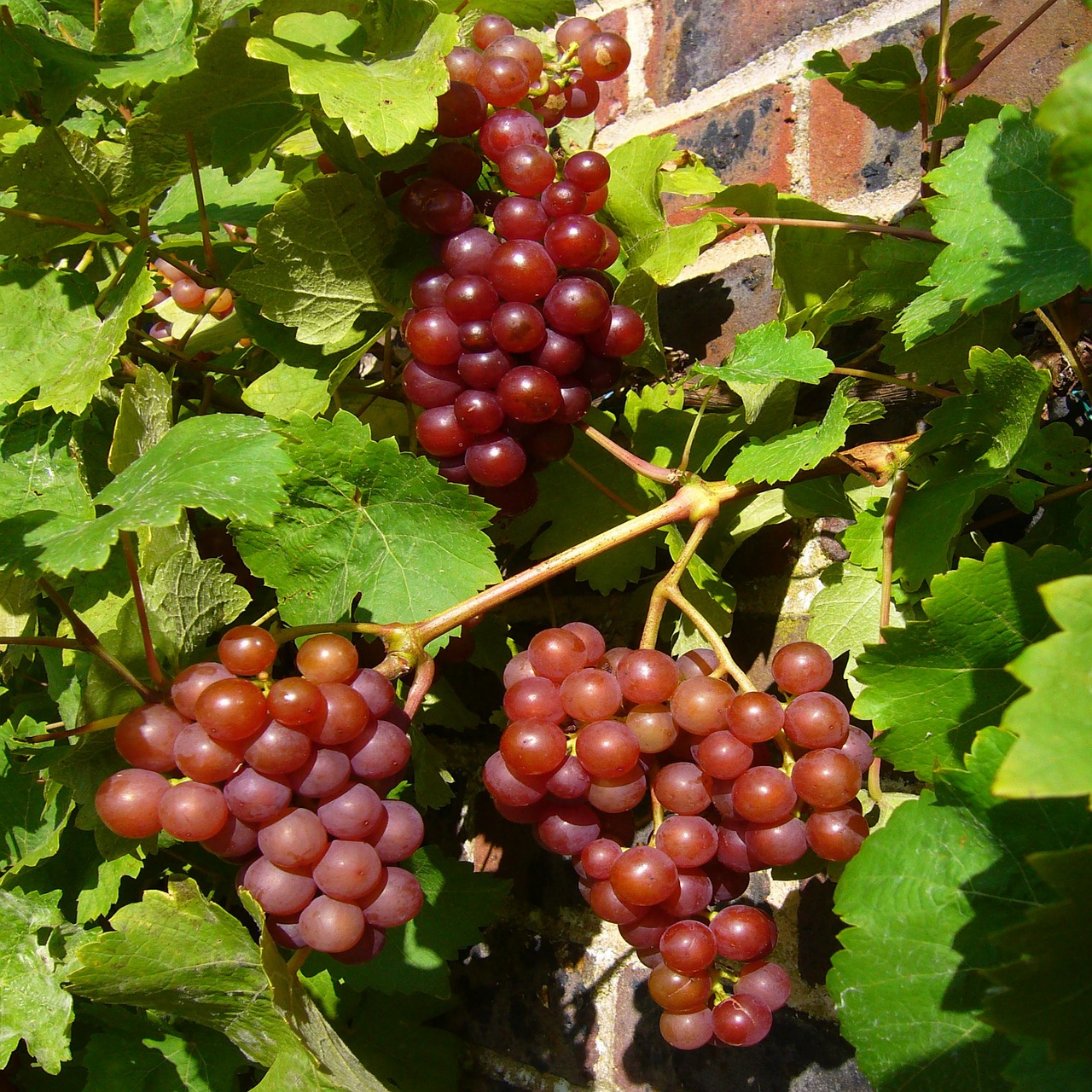 red grapes vine grapes free photo