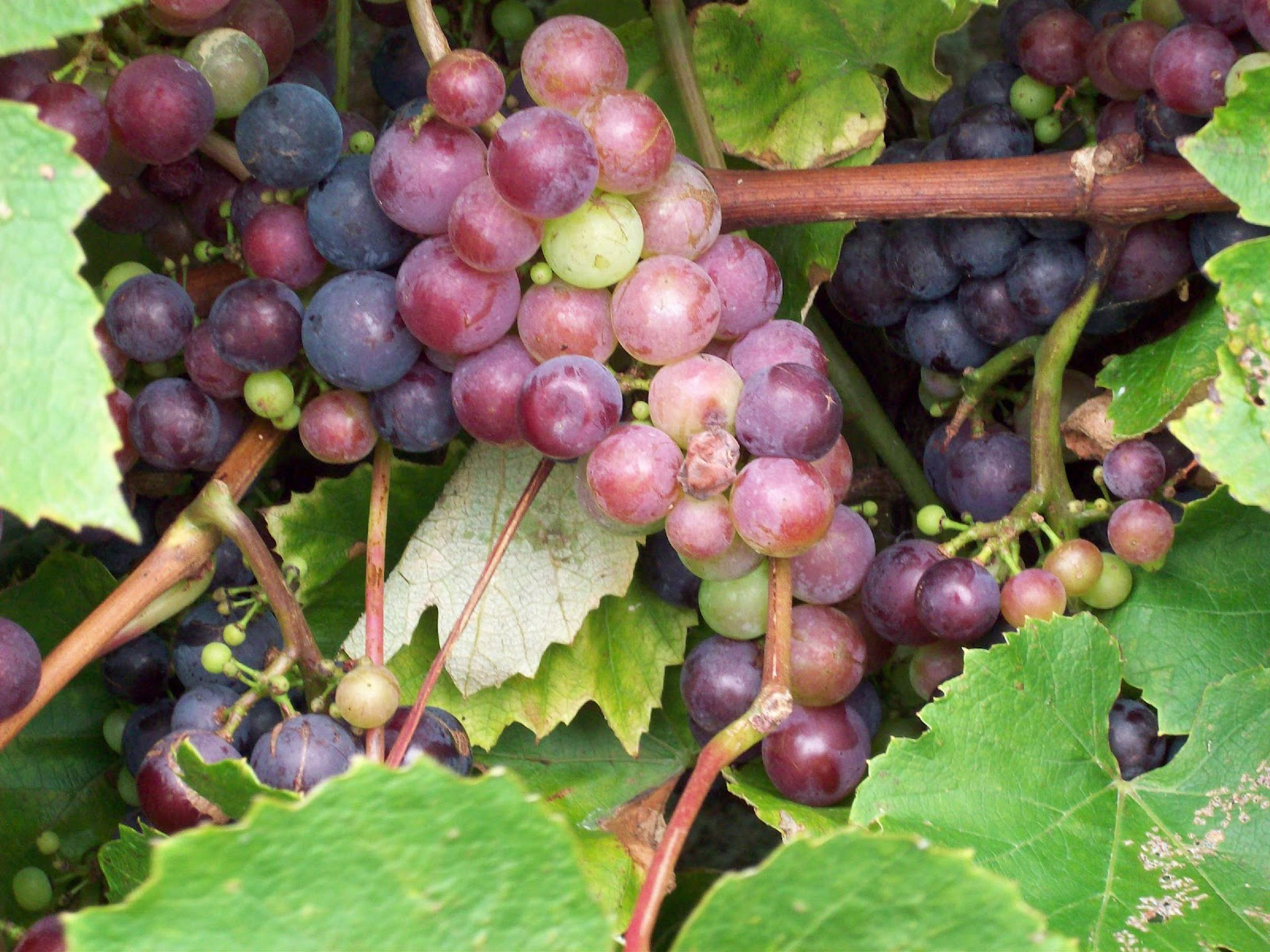 grapes red grapes grapes vine free photo