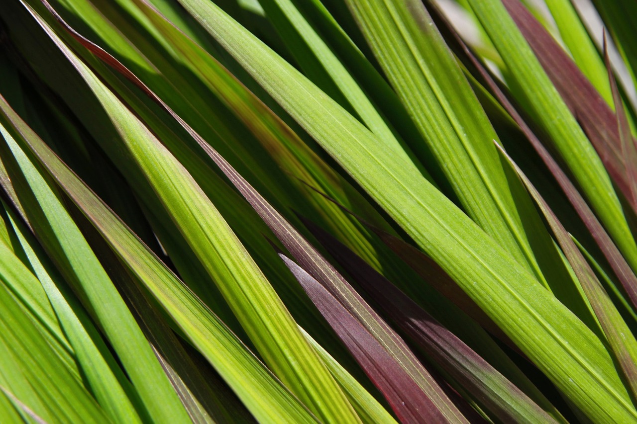 red grass grass red and green free photo