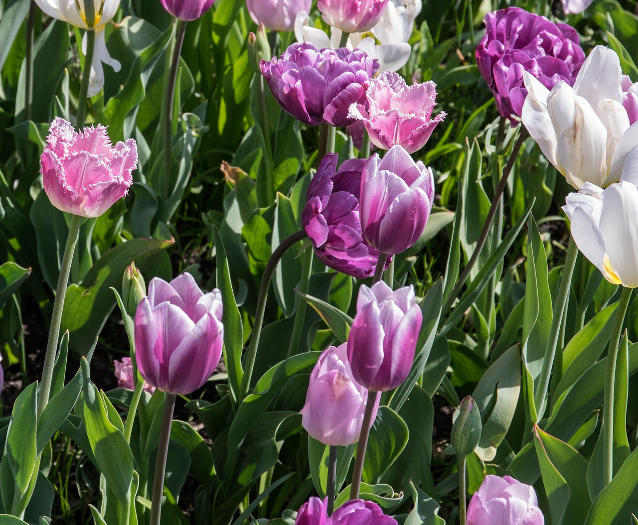 red-green cabbage  tulip  flowers free photo