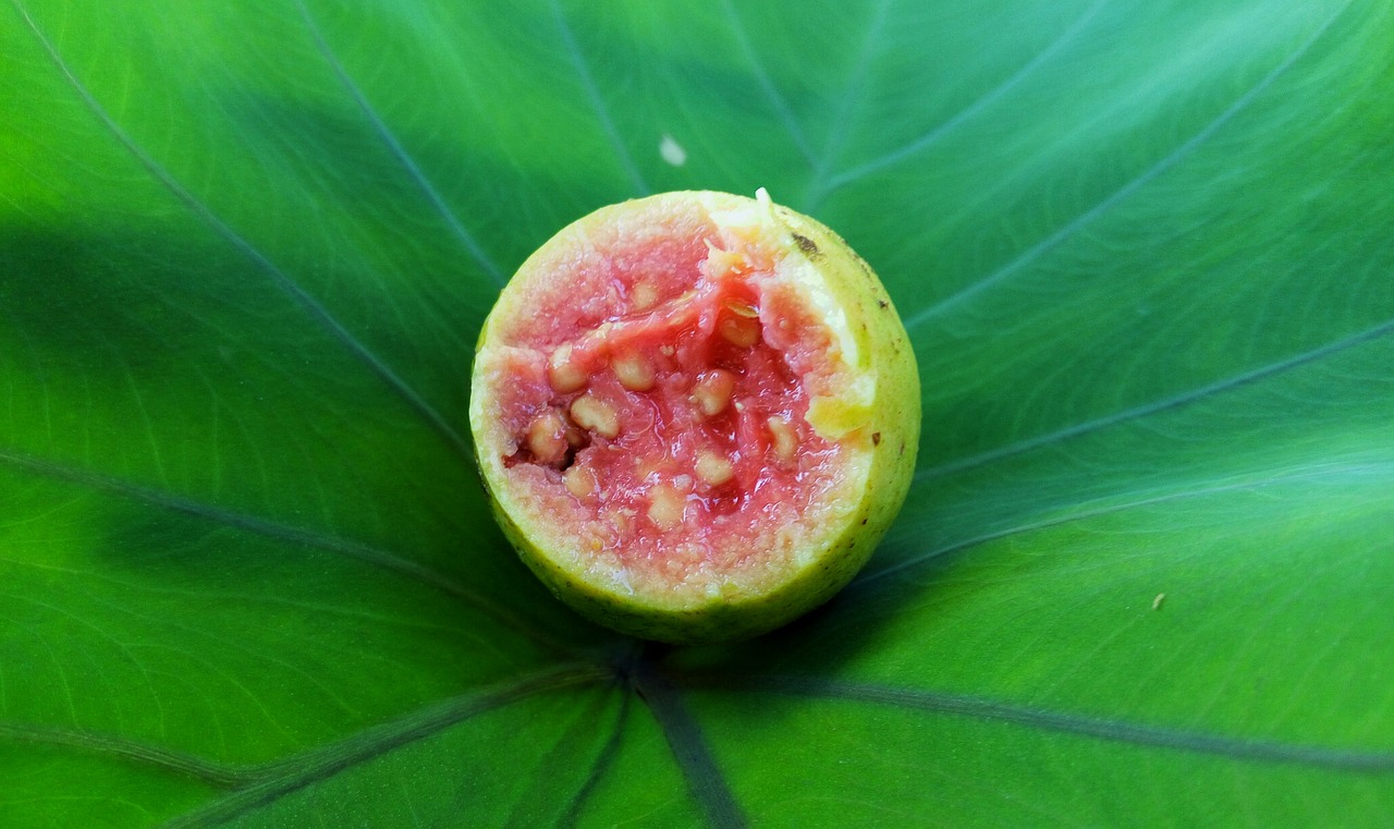 red guava leaf green free photo