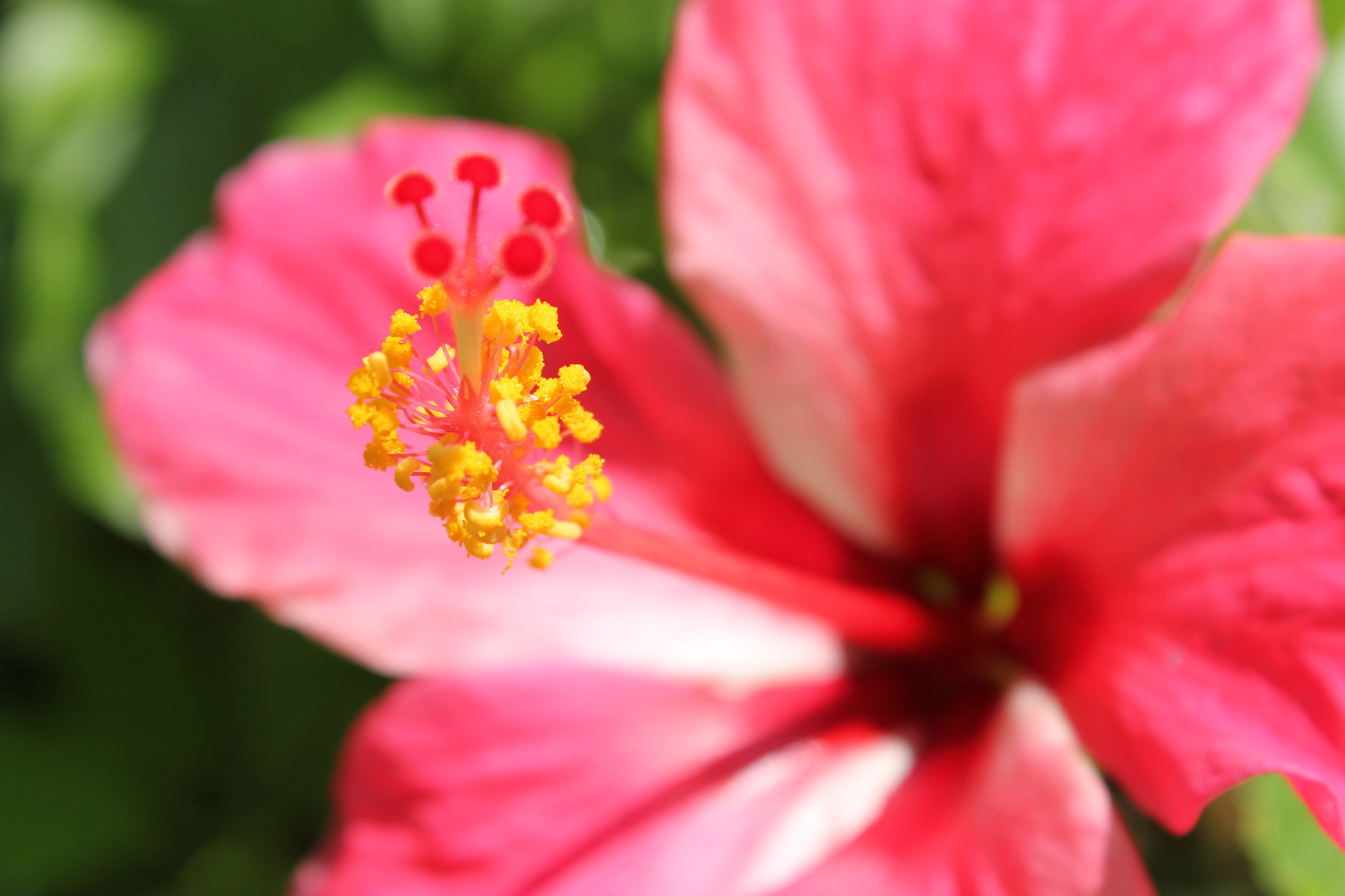 red gumamela flower flower background free photo