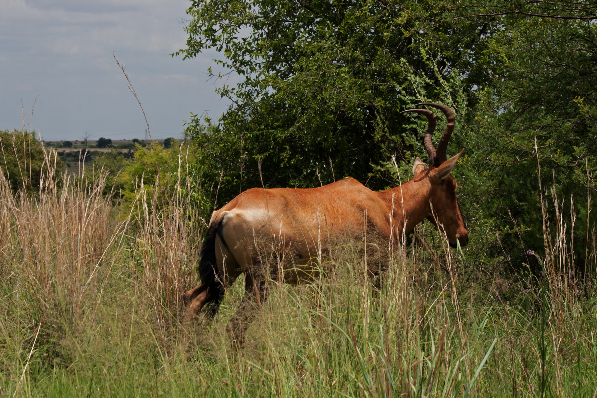 buck antelope game free photo