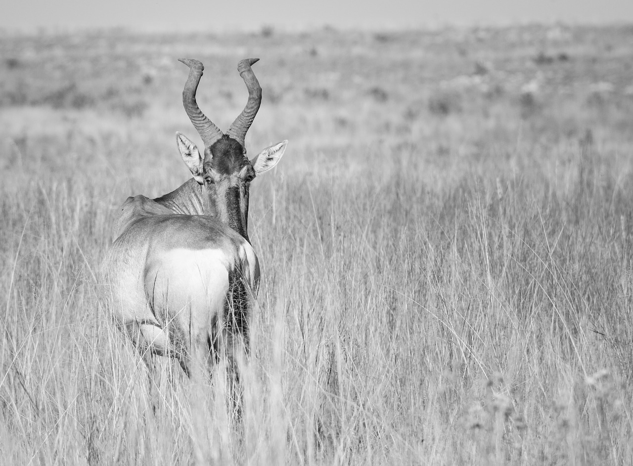 red hartebeest  elk  animal free photo