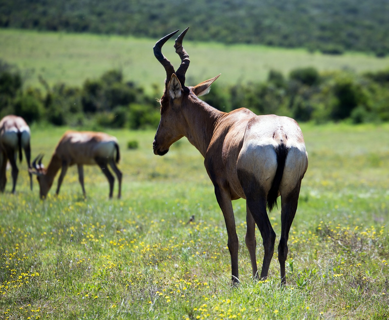 red hartebeest antelope safari free photo