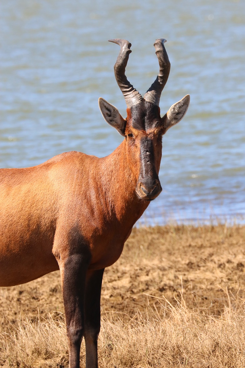 red hartebeest  antelope  africa free photo