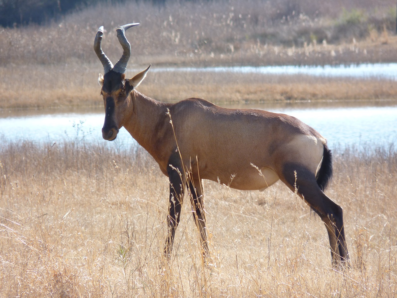 red hartebeest  antelope  males free photo