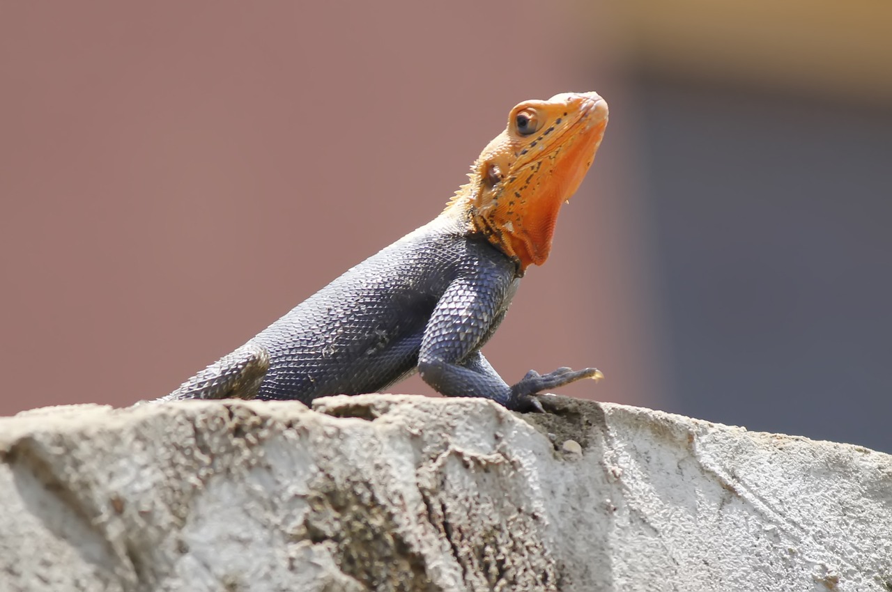 red head lizard agama lizard free photo