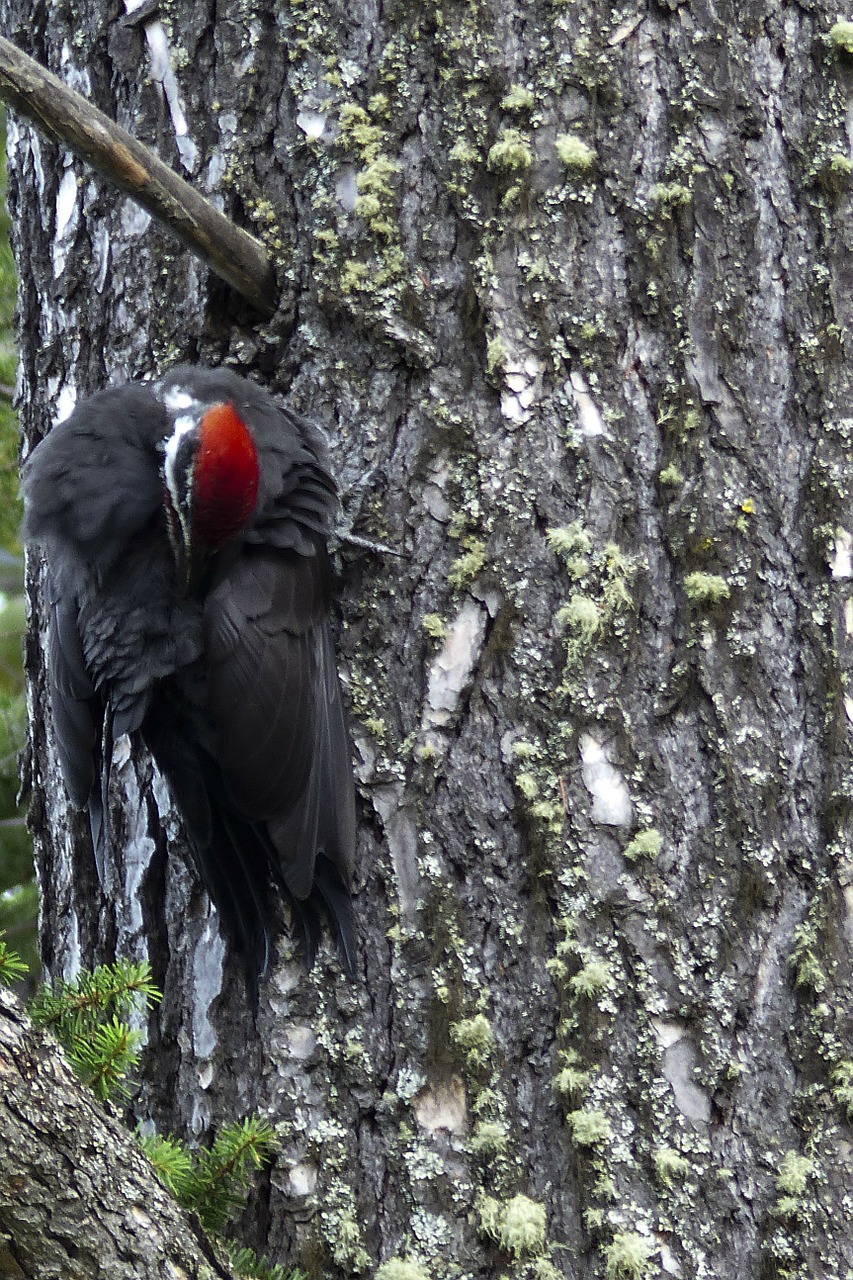 red headed woodpecker woody free photo