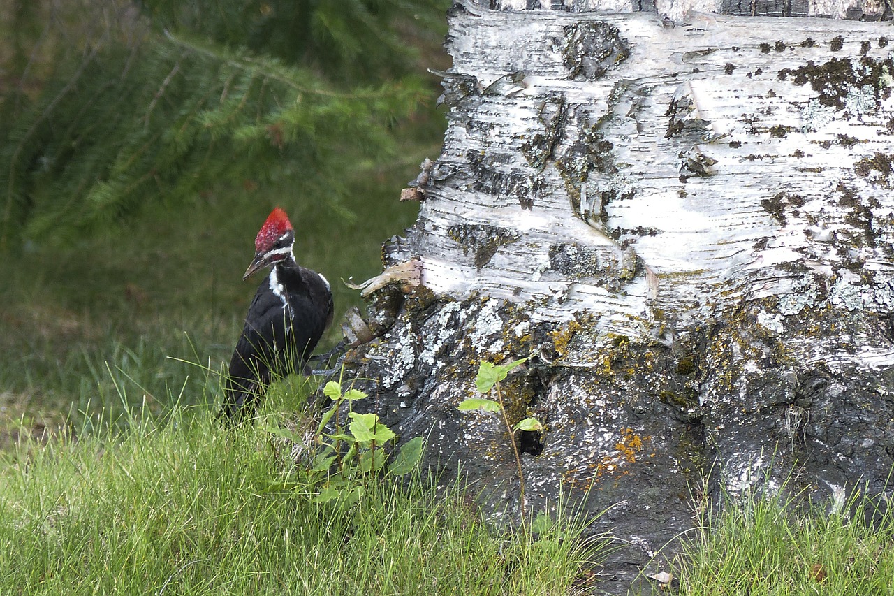 red headed woodpecker woody free photo