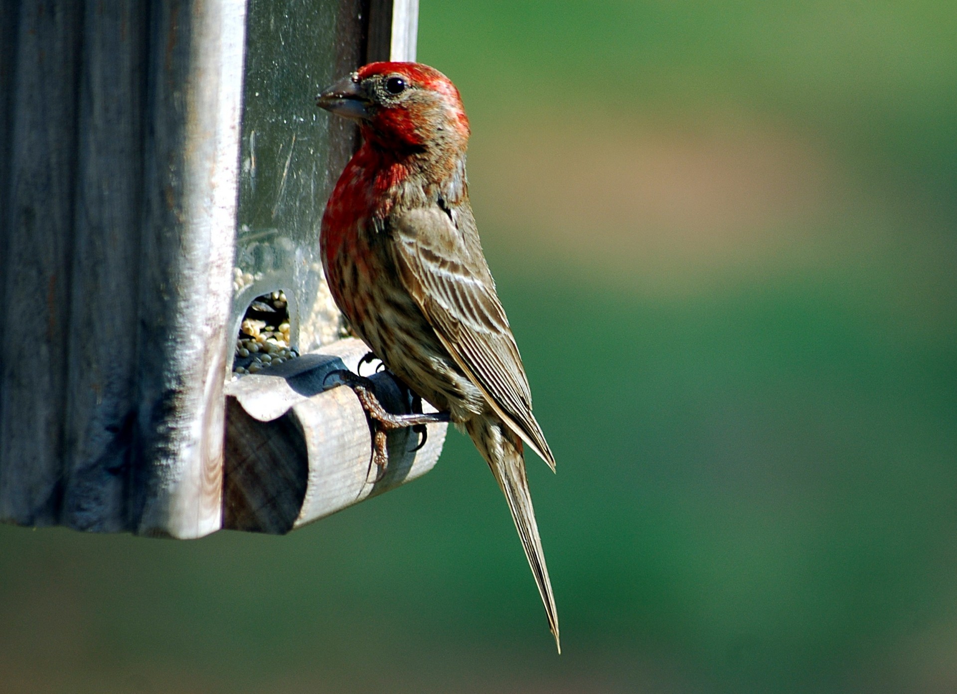red headed male house finch free photo