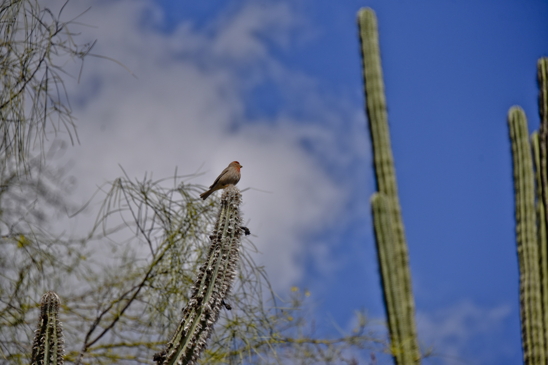 house finch red head red chest free photo