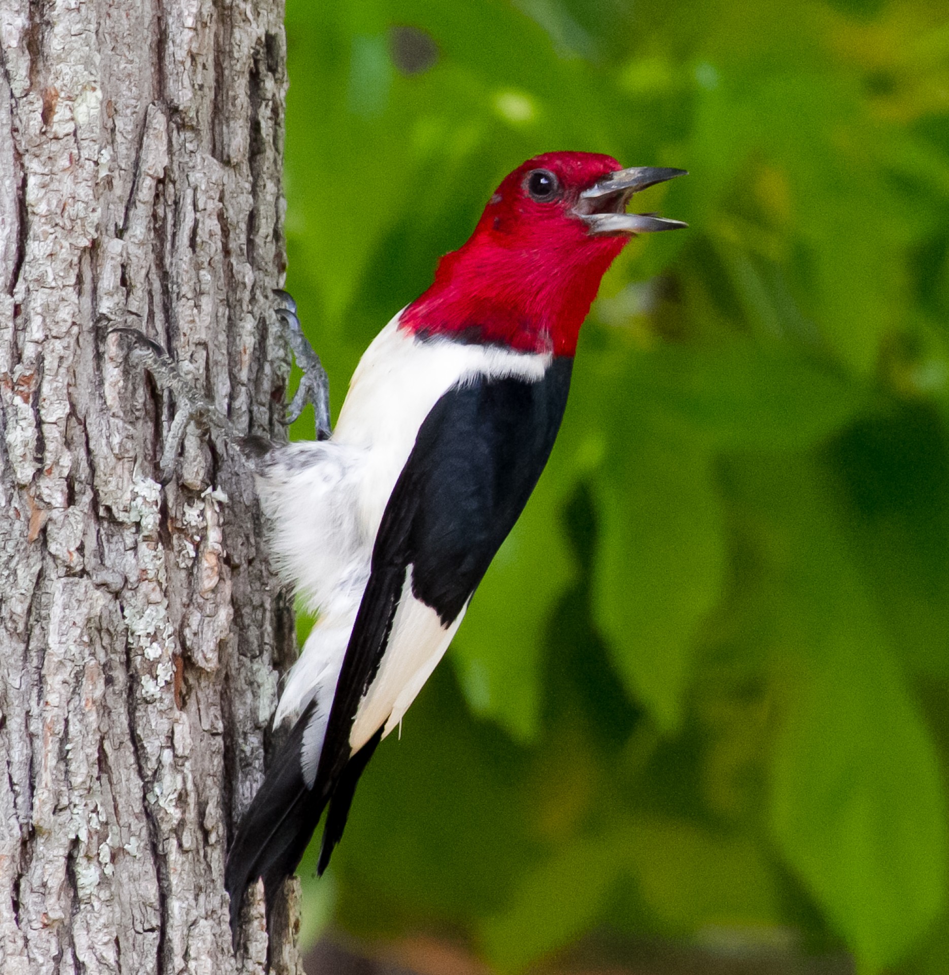 woodpecker red head free photo