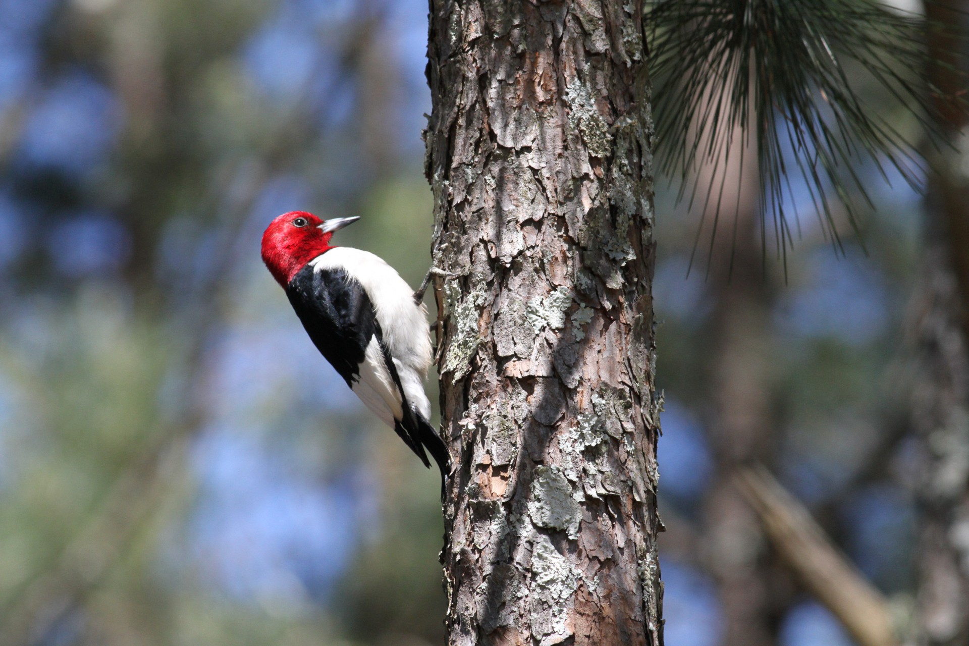 woodpecker bird nature free photo