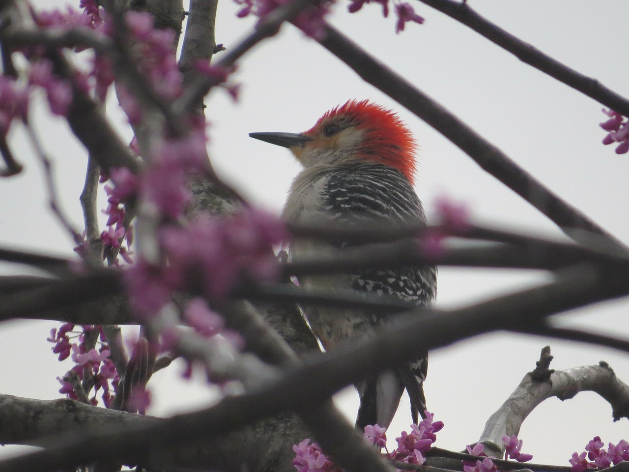 red-headed woodpecker woodpecker bird free photo