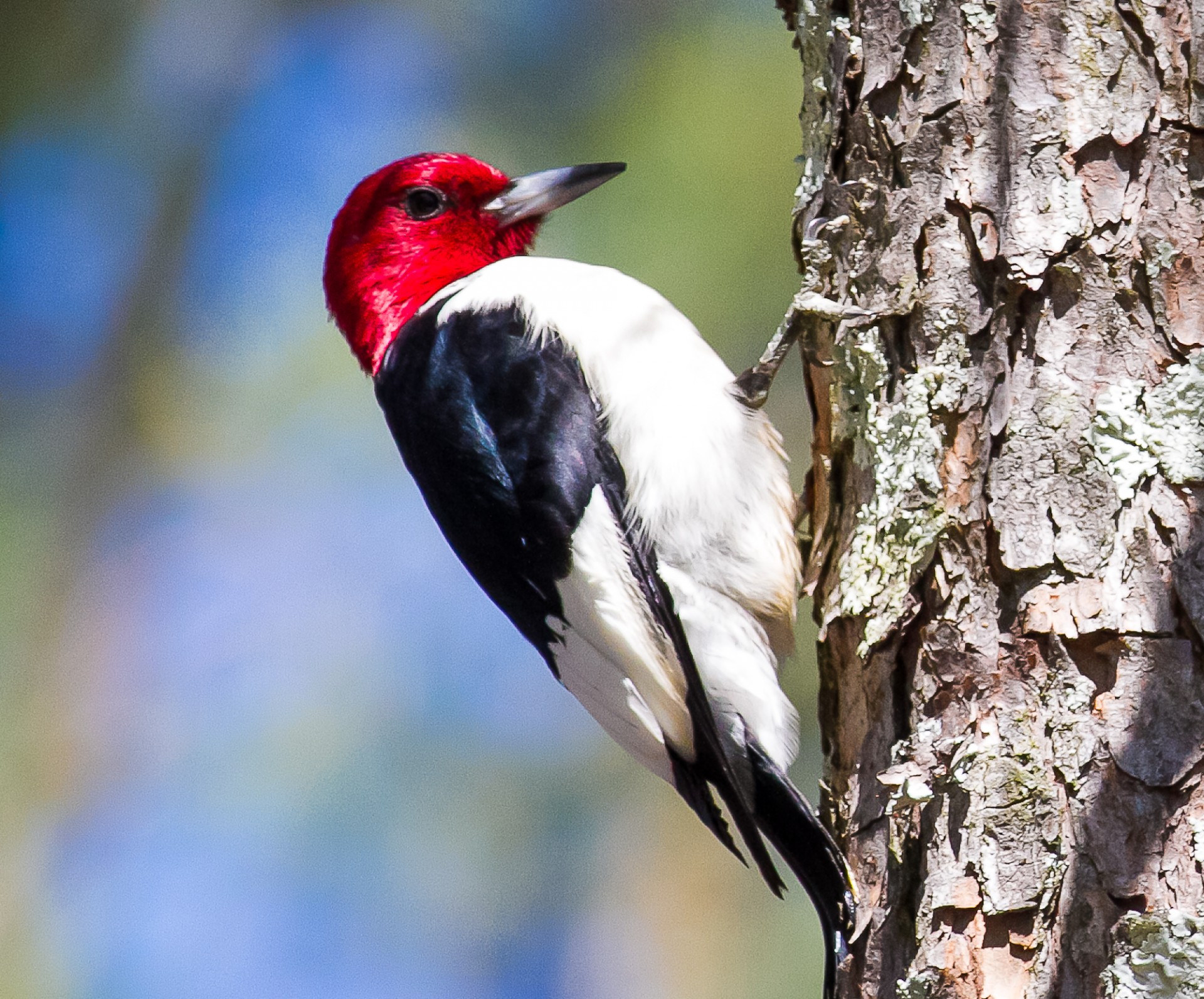 woodpecker red-headed woodpeckers free photo