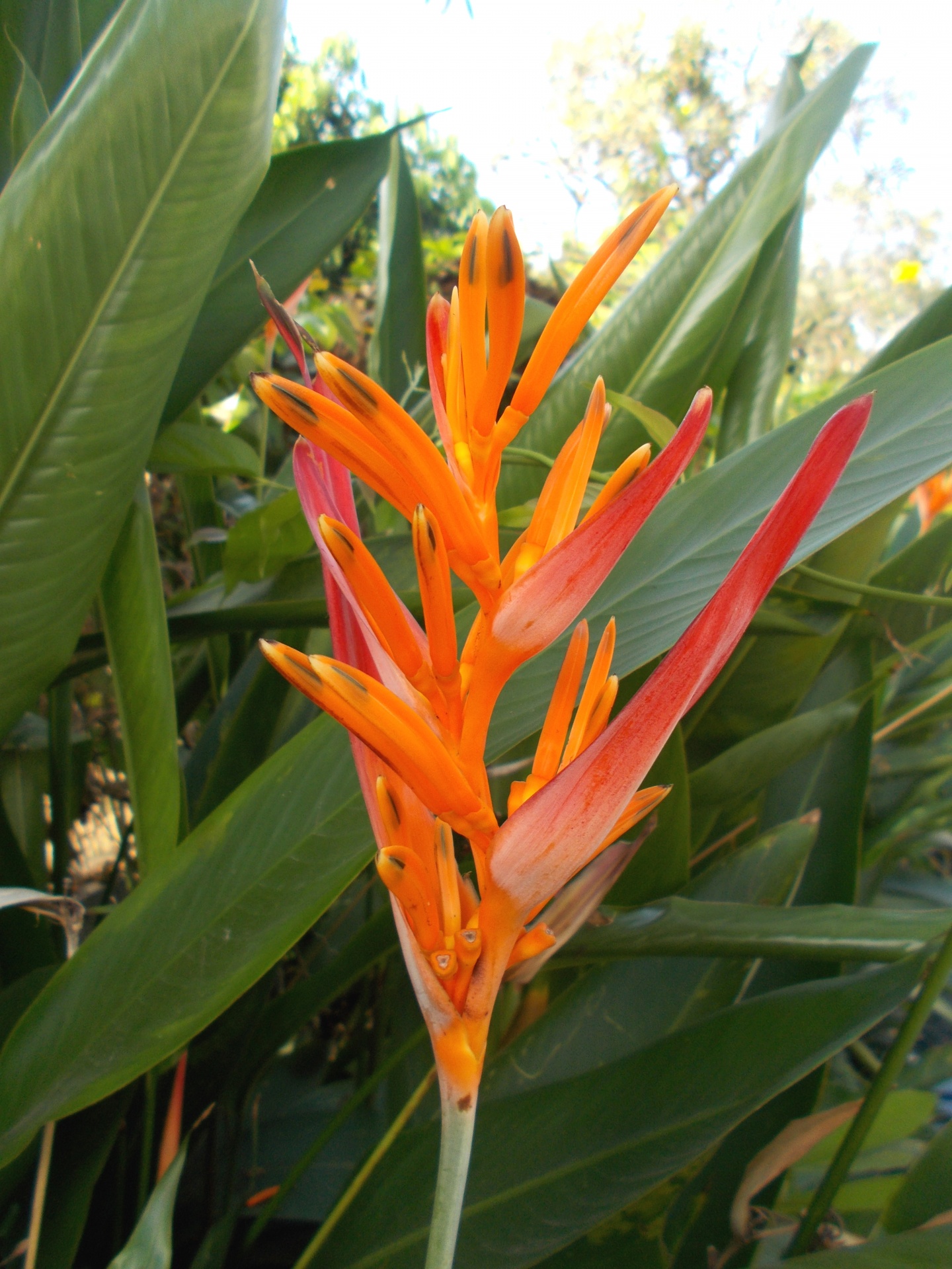 heliconia flower red free photo