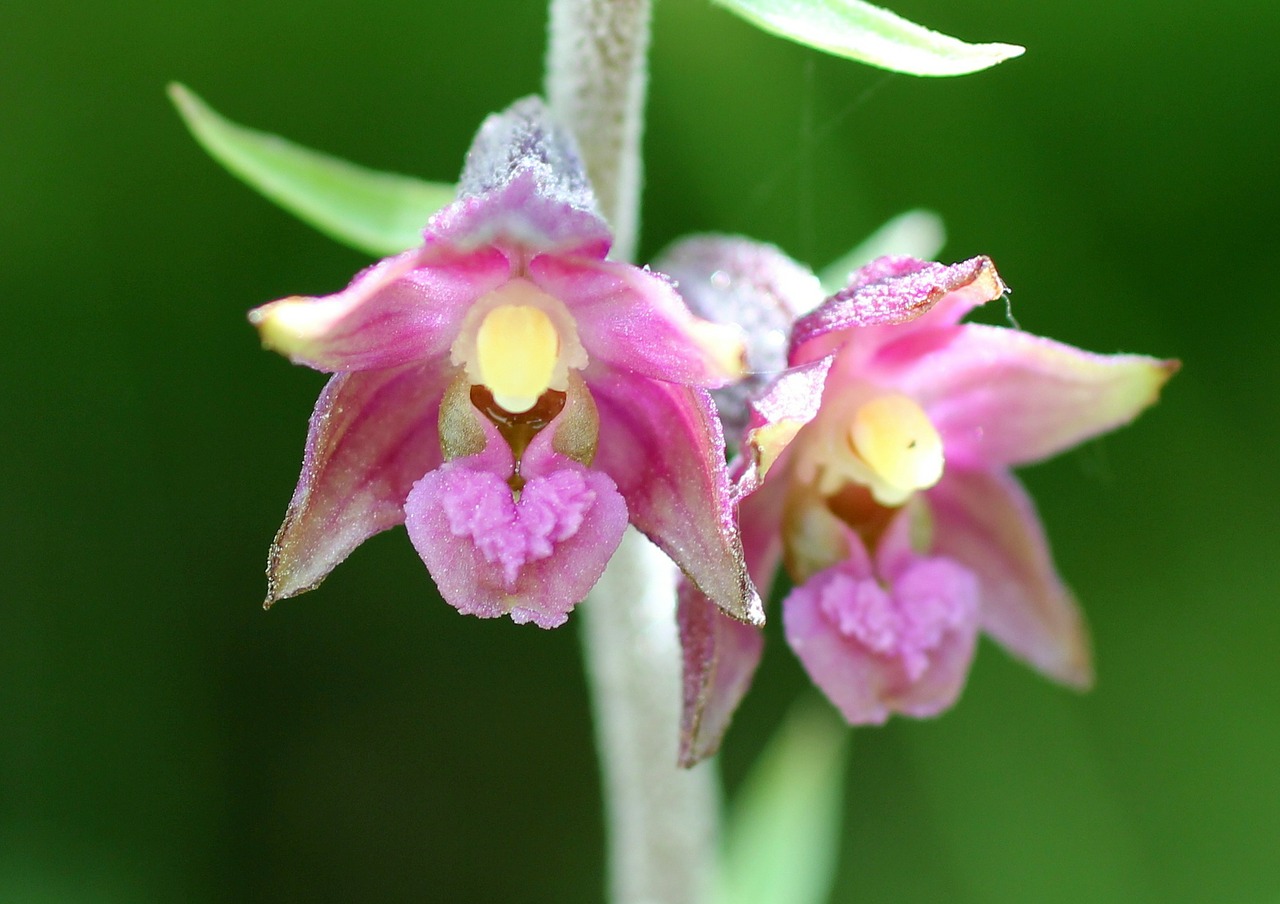 red helleborine wild flower blossom free photo