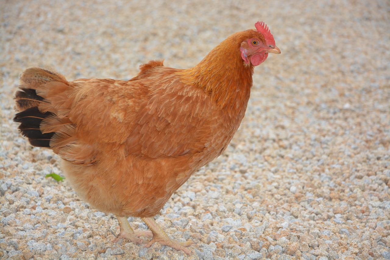 red hen laying hen domestic animal free photo