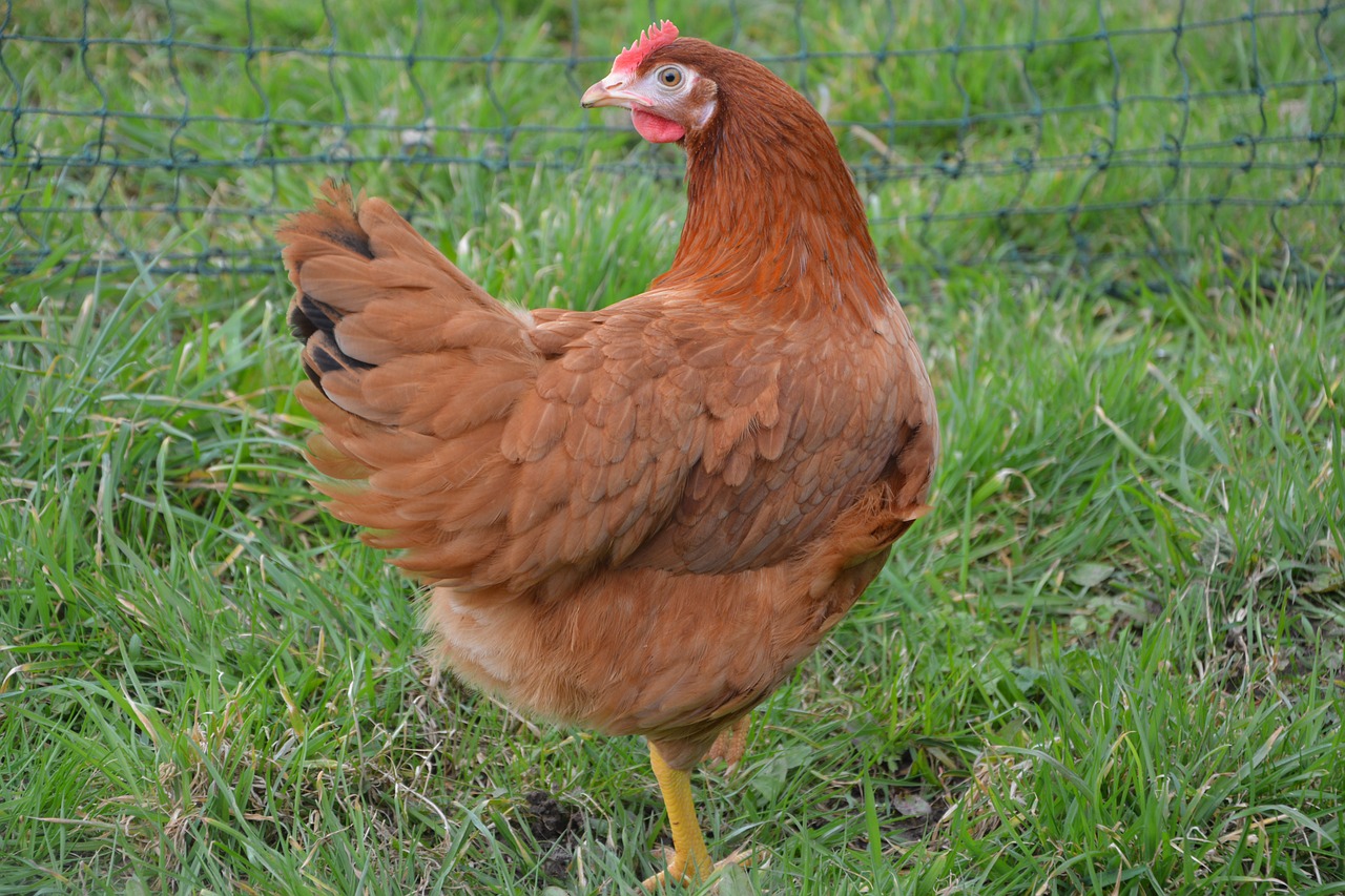 Edit free photo of Red hen,laying hen,low court,bird,lawn - needpix.com