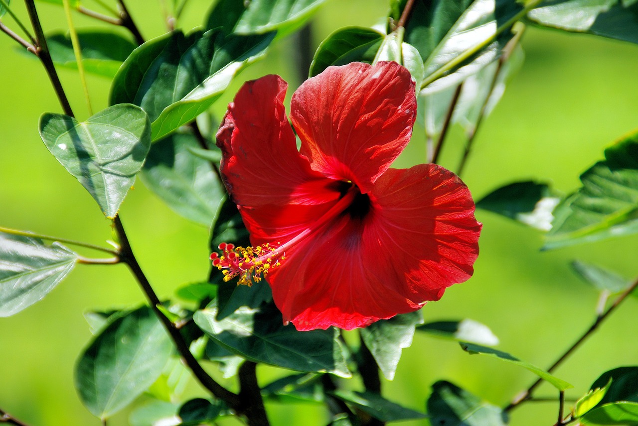 red hibiscus exotic flower botany free photo