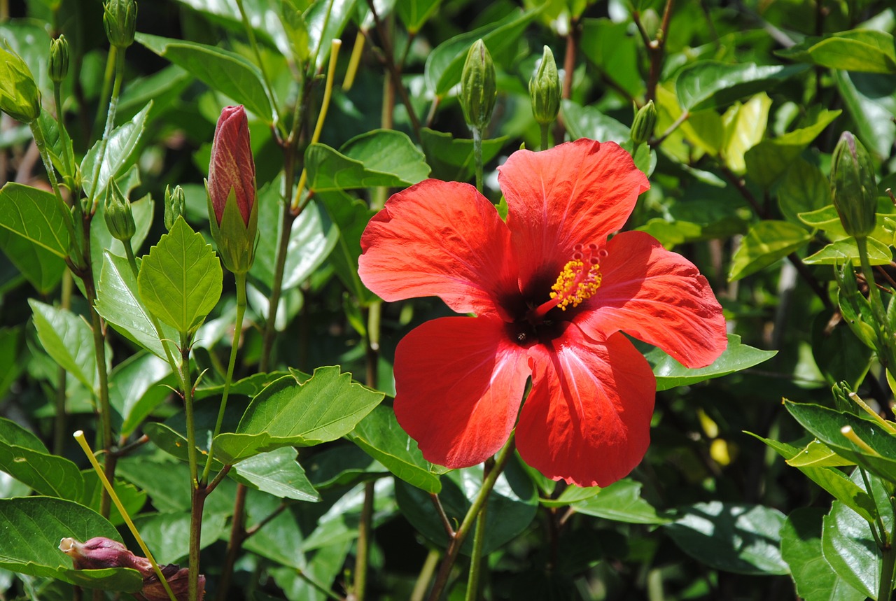 red hibiscus exotic flower botany free photo