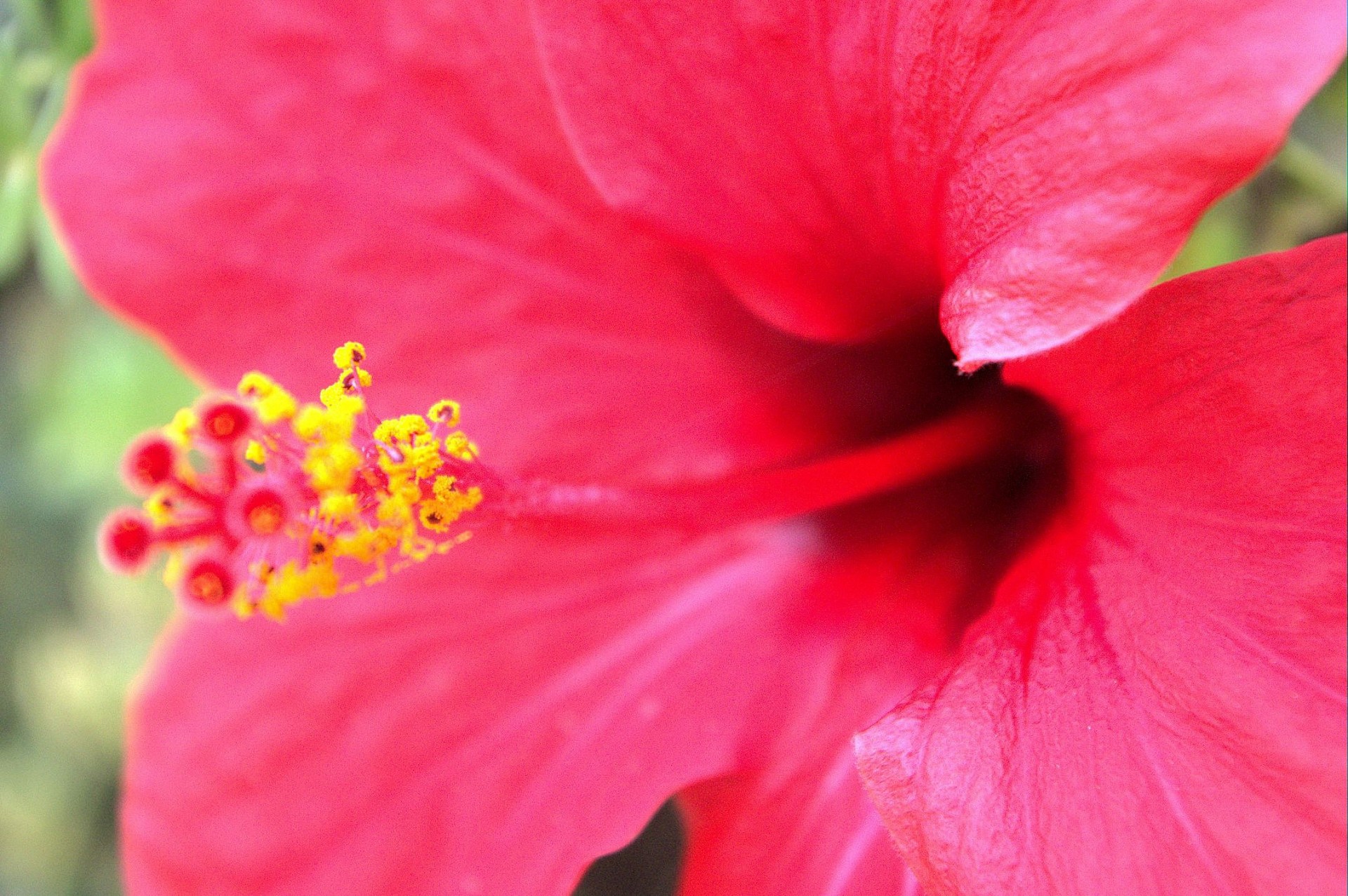 red hibiscus beautiful free photo