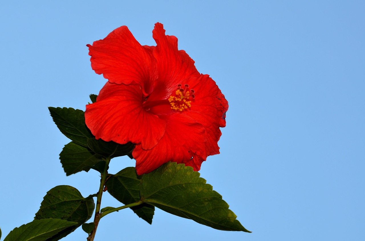 red hibiscus flower floral free photo