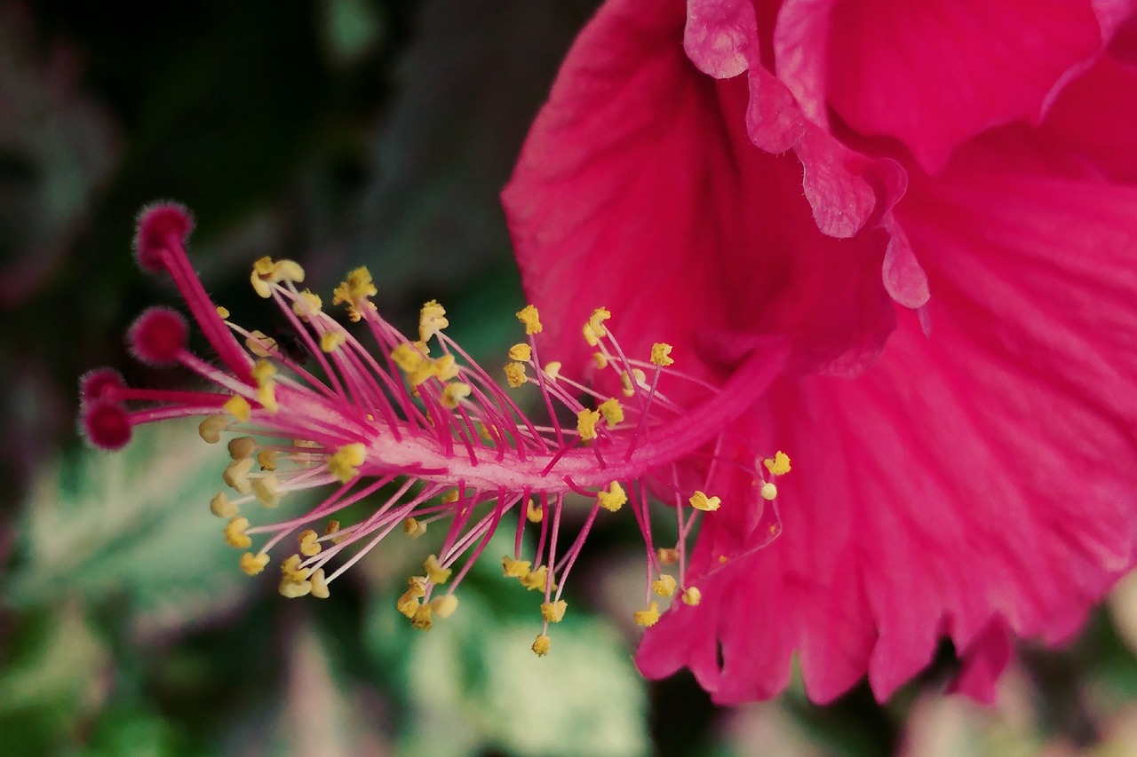 red hibiscus pistil flower free photo