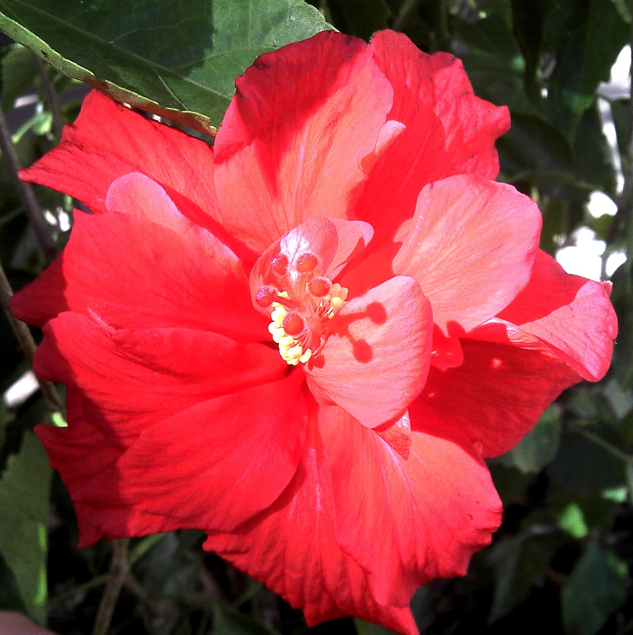 red hibiscus hibiscus double bloom free photo