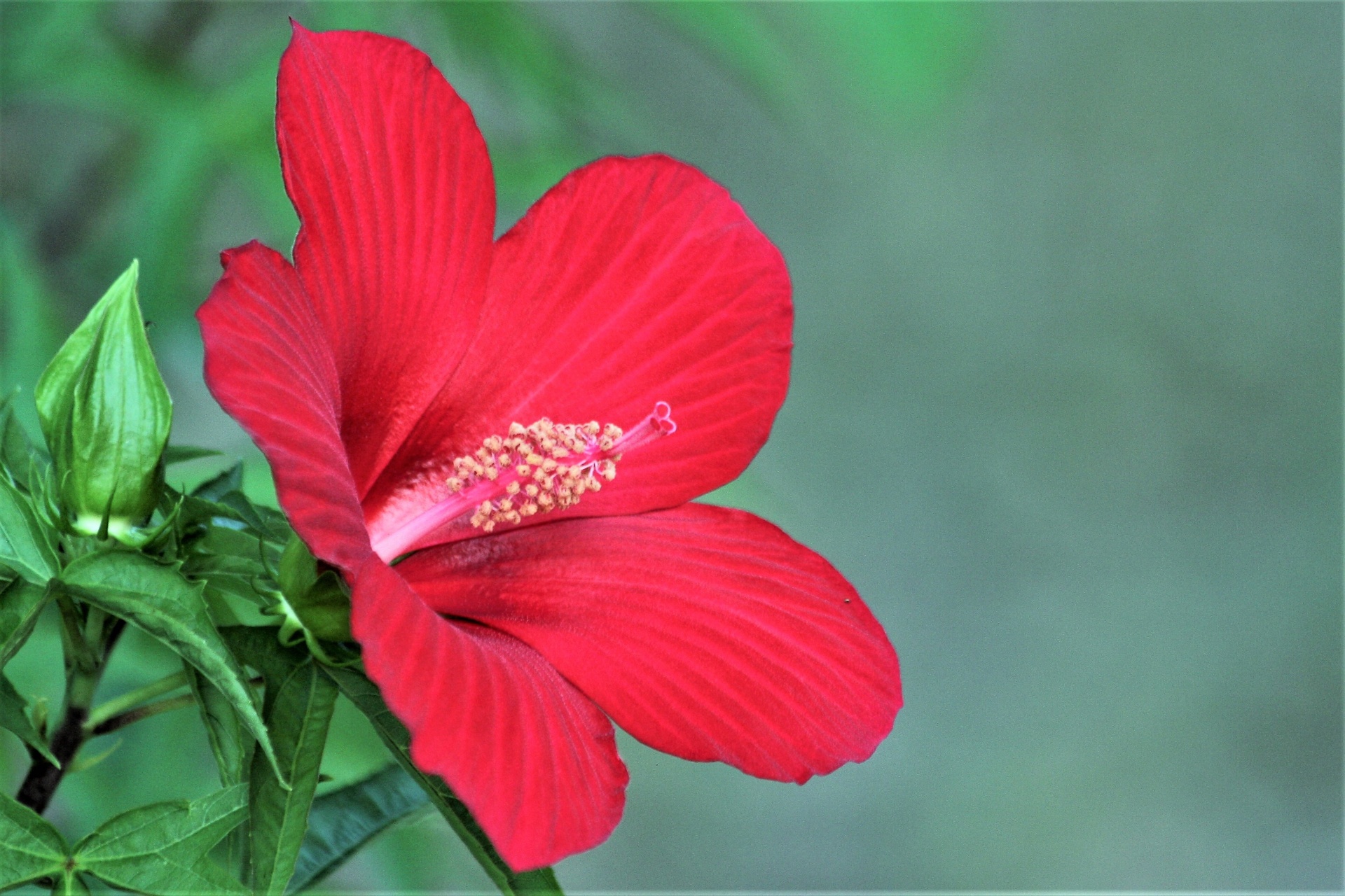 nature flowers red flower free photo