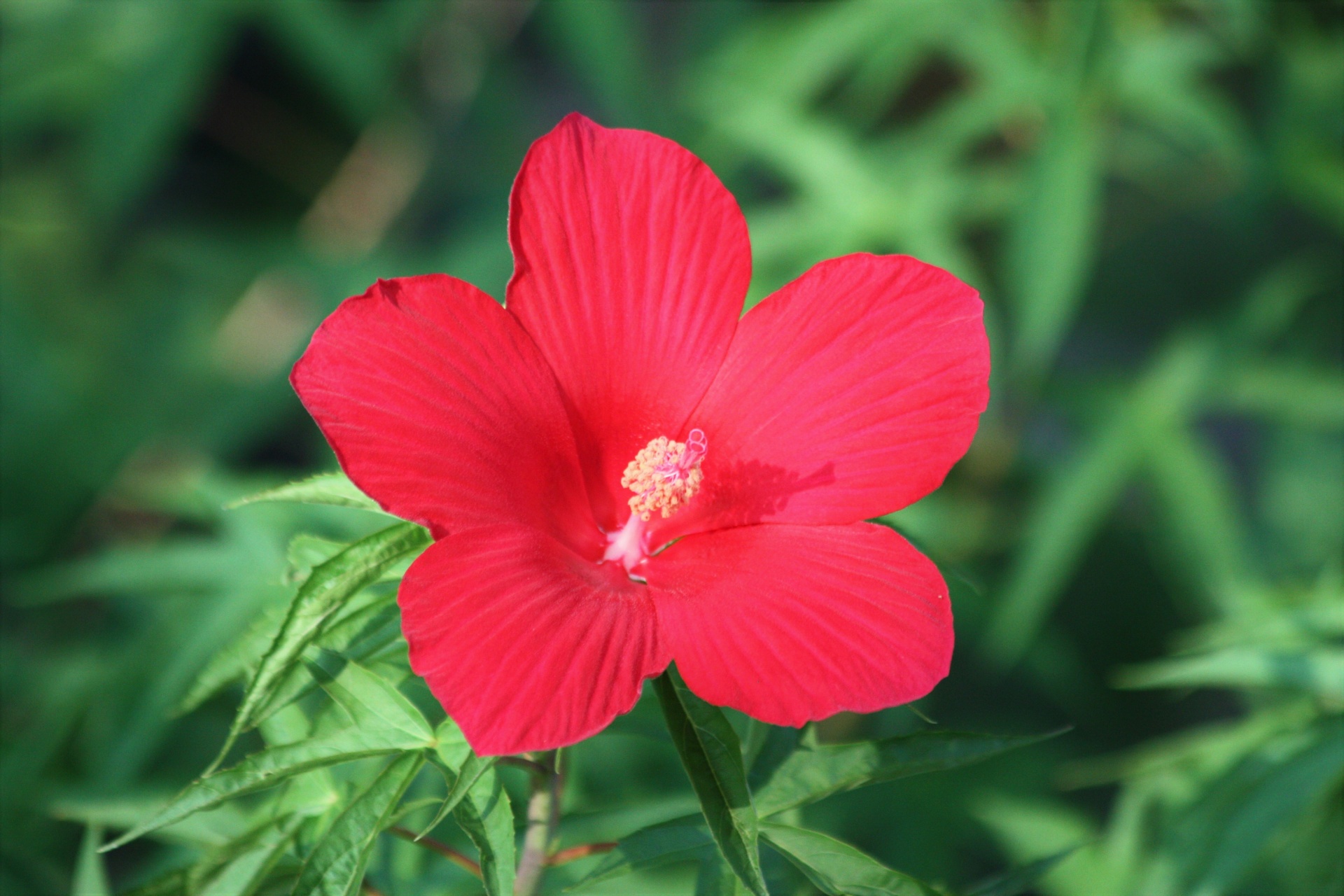 nature plants flowers free photo