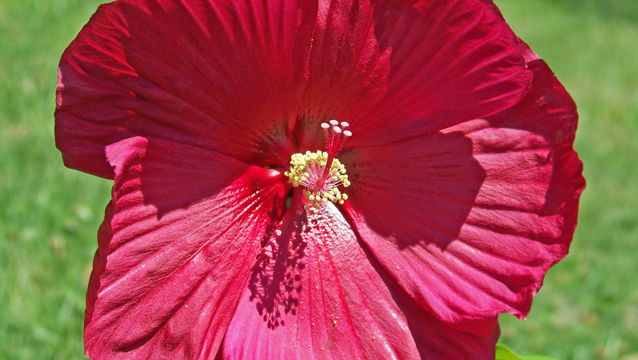 hibiscus red red hibiscus free photo