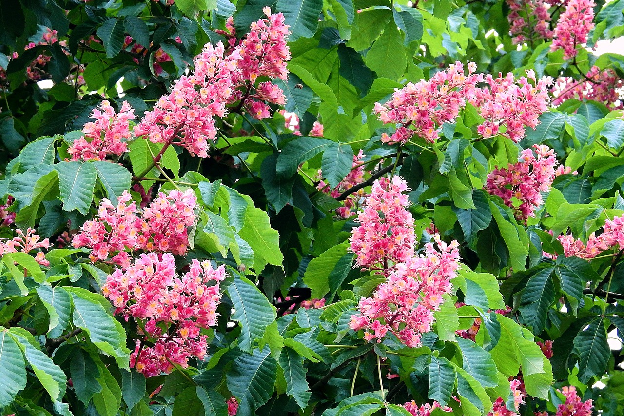 red horse chestnut  spring  nature free photo